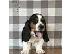 PoulaTo: Κουτάβια Basset Hound